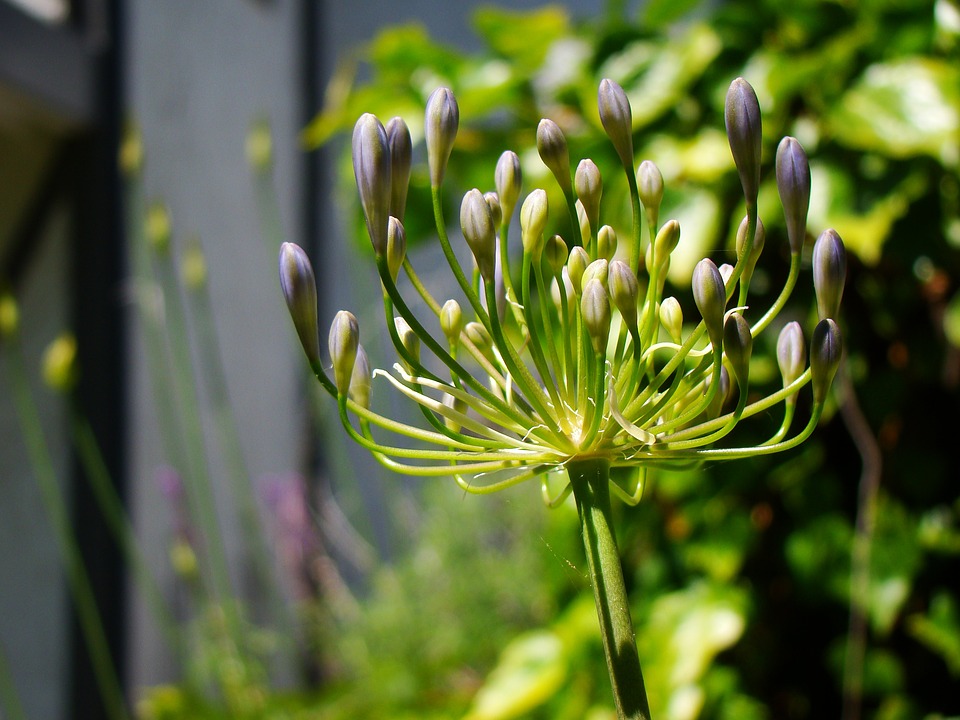 Agapanthus