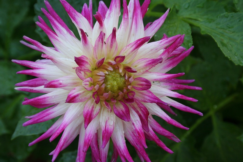 Dahlia