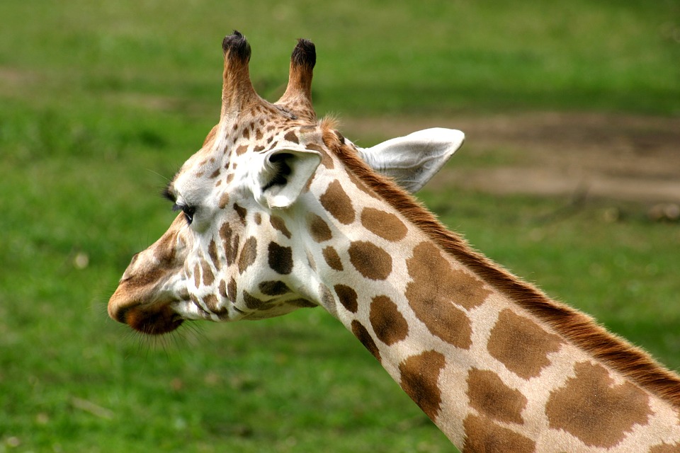 Giraff