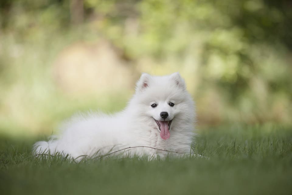 Hund på gräsmattan