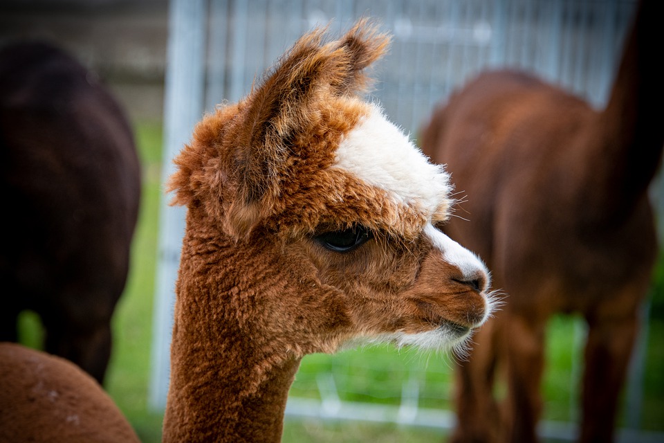 Alpacor