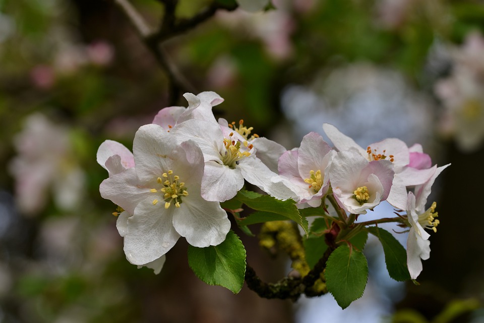 Äppelblomster