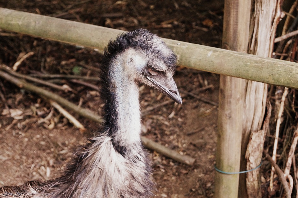 Emu