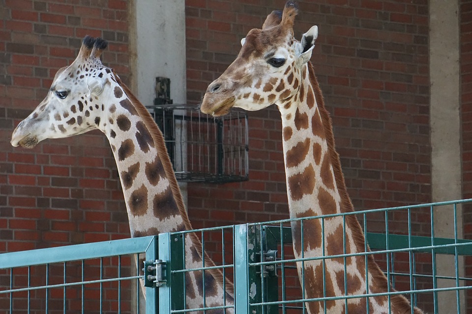 Giraffer