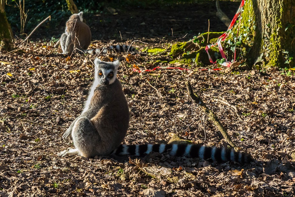 Lemur