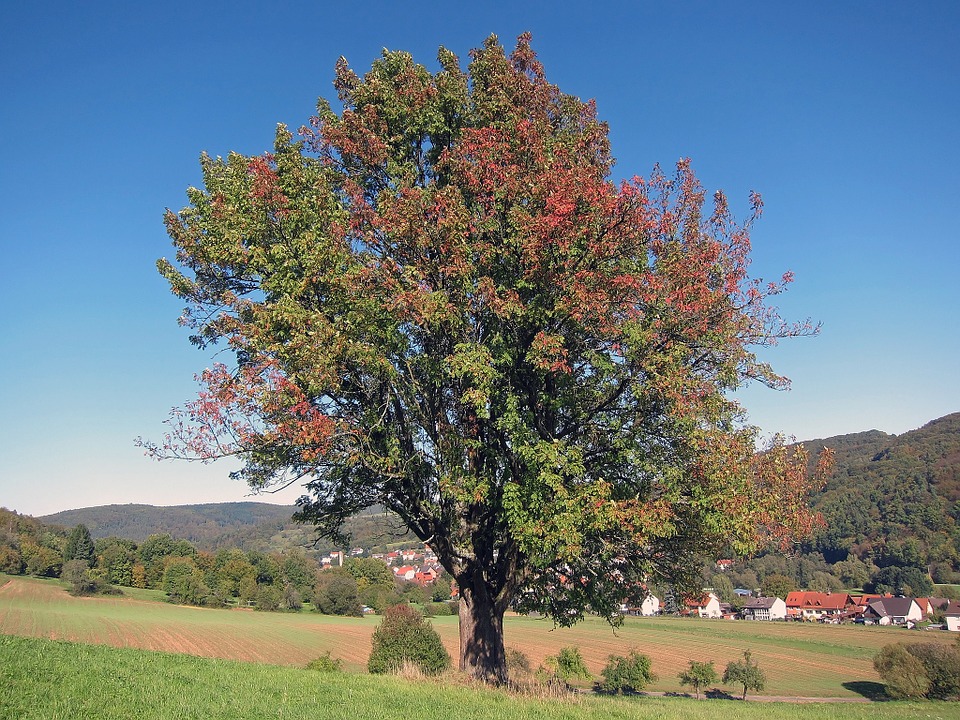 Tyskland